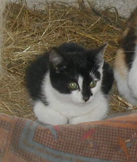 Blanding af racer Skak - hvad er nu det..? billede 6