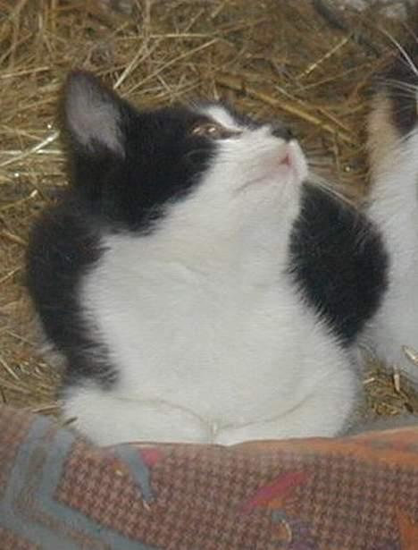 Blanding af racer Skak - hvad  er det der oppe..? billede 7