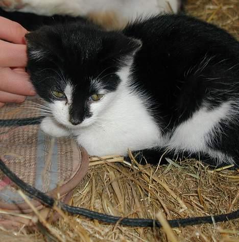 Blanding af racer Skak - Lad moi være.. billede 9