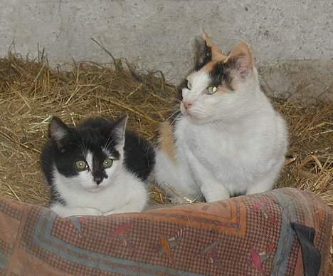 Blanding af racer Skak - Her er moi og mor.. billede 8