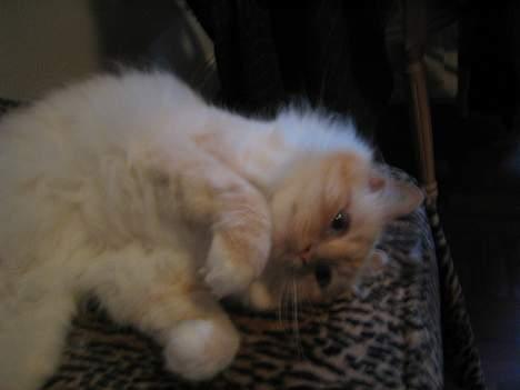 Hellig Birma Millie "lillepie" - skal... skal ikke... billede 2