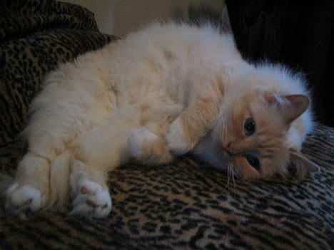 Hellig Birma Millie "lillepie" - århh jeg gider ikke stå op nu mor ligger lige så godt billede 3