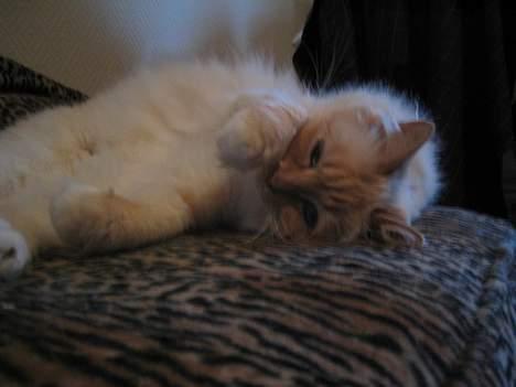 Hellig Birma Millie "lillepie" - mmmmm livet er skøøønt billede 4