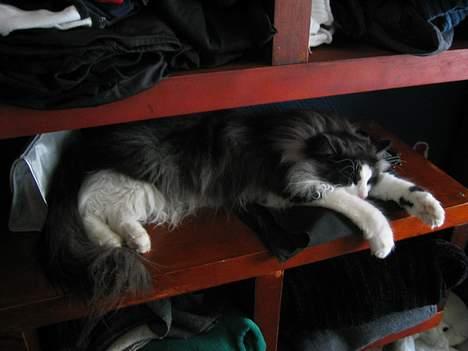 Norsk Skovkat Mowgli "Lille Hannah" - livet er bare hårdt... billede 2