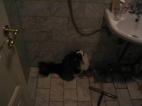 Norsk Skovkat Mowgli "Lille Hannah" - hallooooooo billede 7