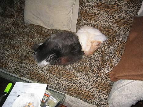 Hellig Birma Millie "lillepie" billede 9