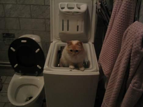 Hellig Birma Millie "lillepie" - hallooo skal vi snart vaske eller hva.... billede 10