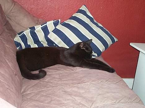 Blanding af racer Bamse - sov sov billede 8