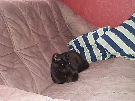 Blanding af racer Bamse - og sov sov igen billede 9