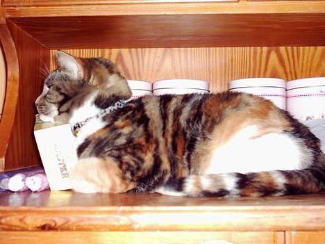 Blanding af racer Tøsen billede 7