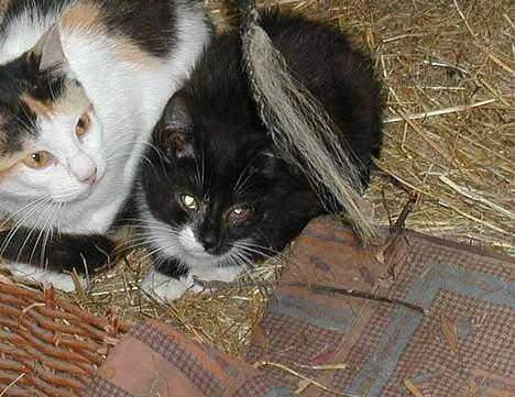 Blanding af racer Blacki - Her er han så... sammen med Beauty.. billede 1