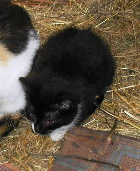 Blanding af racer Blacki - Ligger i min kurv...  (Har øjenbetennelse) billede 2