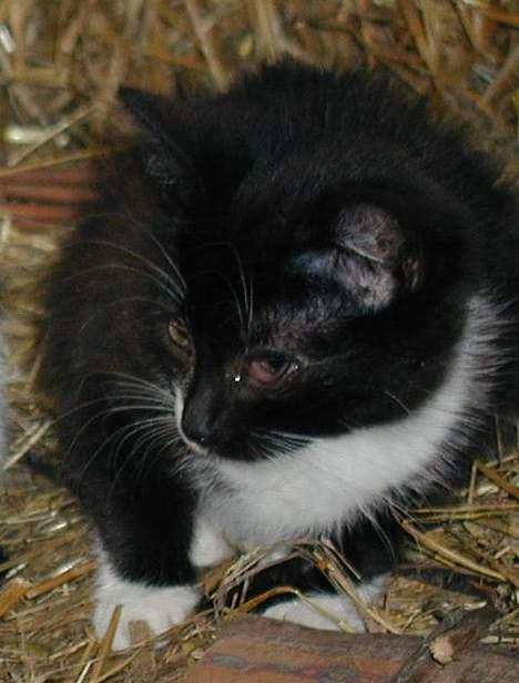 Blanding af racer Blacki - Hov hvad var det..?   (Har øjenbetennelse) billede 3