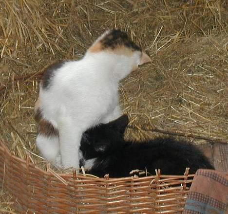 Blanding af racer Blacki - Hjælp mig Beauty...   (Har øjenbetennelse) billede 4