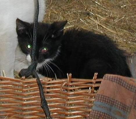 Blanding af racer Blacki - Hov hvad er det...?   (Har øjenbetennelse) billede 5