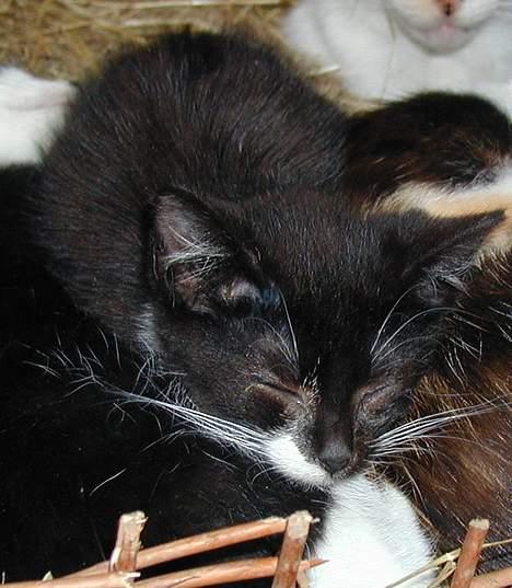 Blanding af racer Blacki - Smut Jeg vil sove.. billede 6