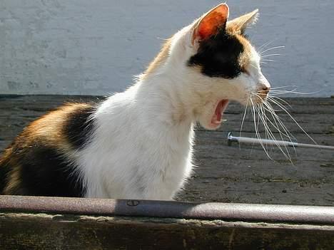 Blanding af racer Pigen - Her er hun så.... billede 1