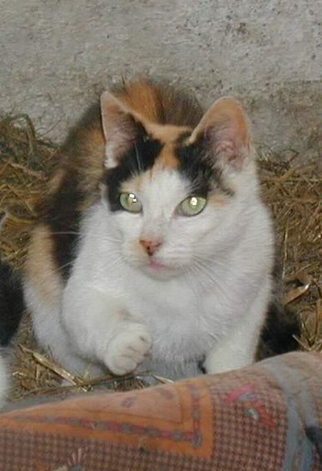 Blanding af racer Pigen - Haii... billede 2