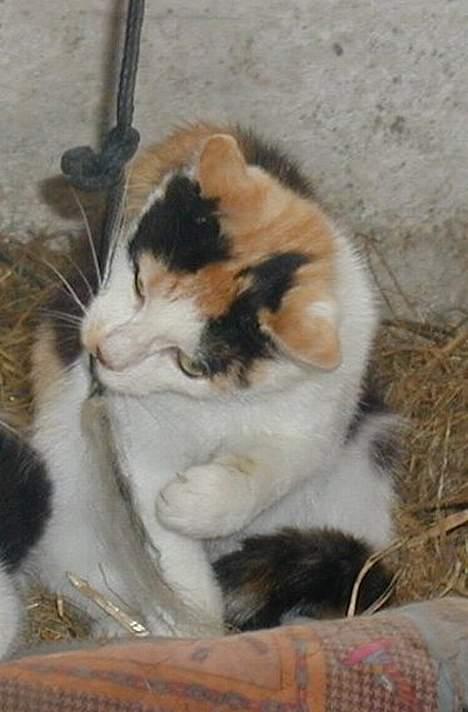 Blanding af racer Pigen - HaHa.....  det her er sjovt... billede 3