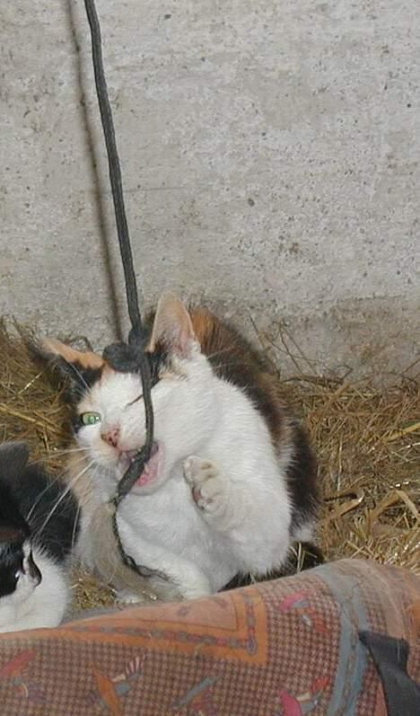 Blanding af racer Pigen - Nuuuu har jeg dig... billede 4