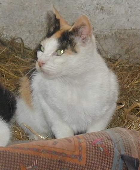 Blanding af racer Pigen - Kom her ned igen... billede 5