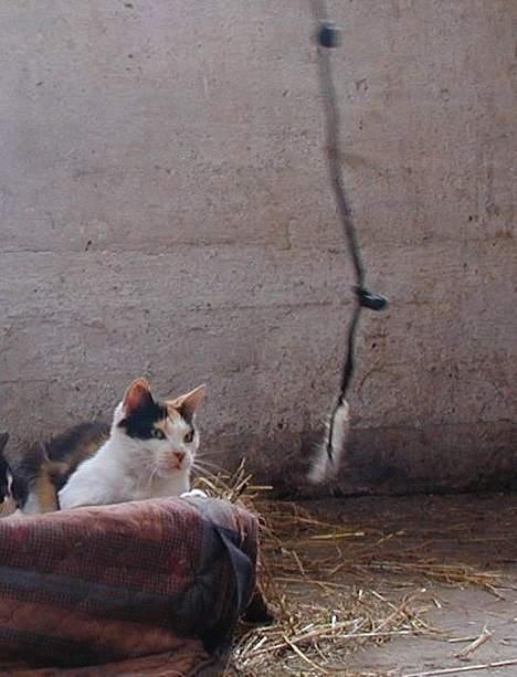 Blanding af racer Pigen - Der er du... billede 6