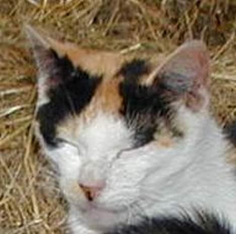 Blanding af racer Pigen - ZZzzzzzzz..... billede 7