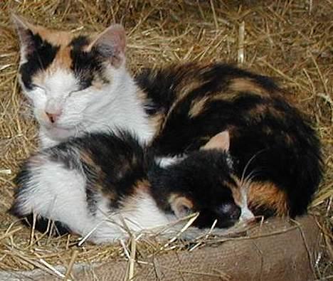 Blanding af racer Lille mis (DøD) - Her er hun sammen med hendes mor... billede 1