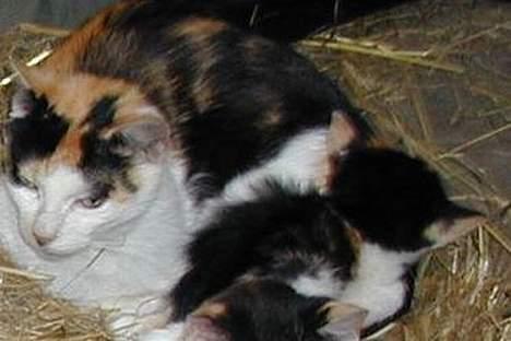 Blanding af racer Lille mis (DøD) - Her er ligger hun også sammen med sin mor... billede 2