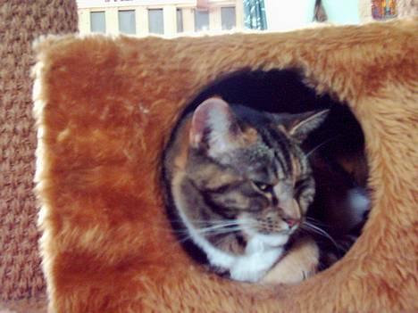 Blanding af racer Tøsen - Tøsen og hendes elskede kattehule. billede 6