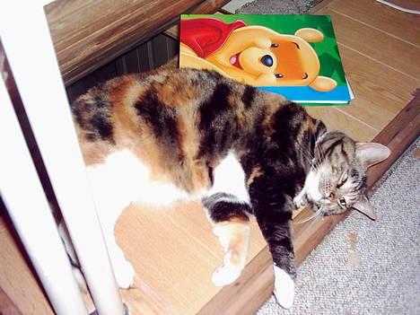 Blanding af racer Tøsen billede 9