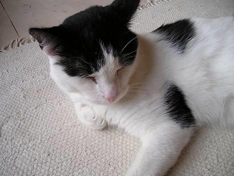 Blanding af racer Misser - Skøn "lille" mis der ligger og nyder sommer livet...  billede 1