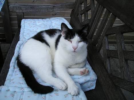 Blanding af racer Misser billede 2