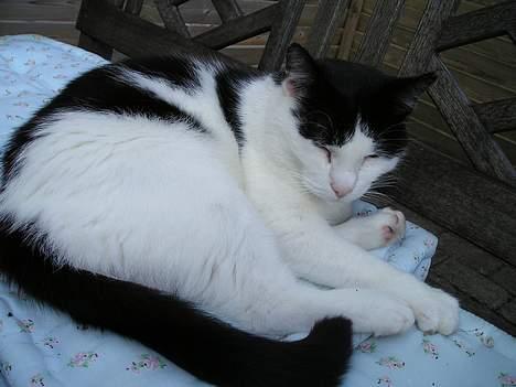 Blanding af racer Misser billede 3