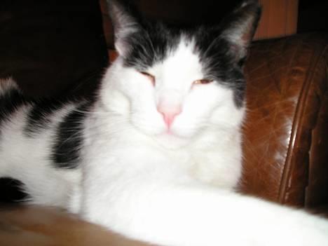 Blanding af racer Misser billede 5