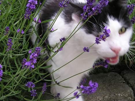 Blanding af racer Misser billede 8