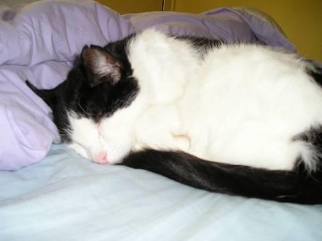 Blanding af racer Misser billede 9