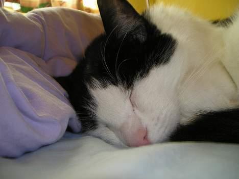 Blanding af racer Misser billede 10