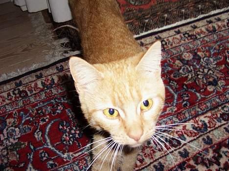 Blanding af racer Rosa - ups!! lidt for tæt på;] billede 5