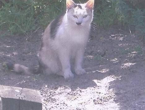 Blanding af racer Plet. - hejza derude, her er jeg.... billede 1