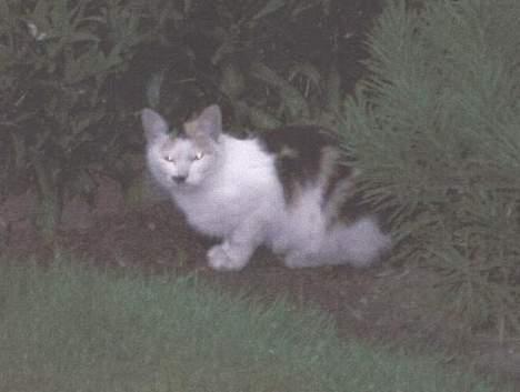 Blanding af racer Plet. - hej hej, her er jeg.. billede 2