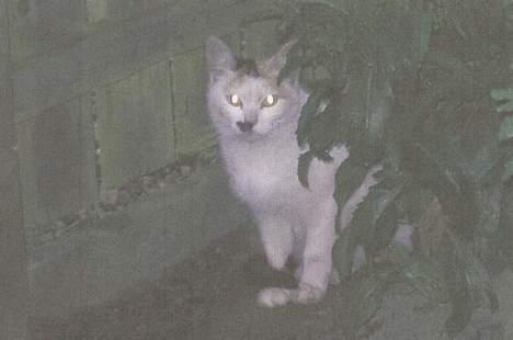 Blanding af racer Plet. - hej, kan i se mig.. billede 3