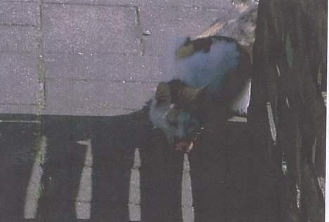 Blanding af racer Plet. - Nu er der vel ingen som ser jeg tager det her mad.. billede 4