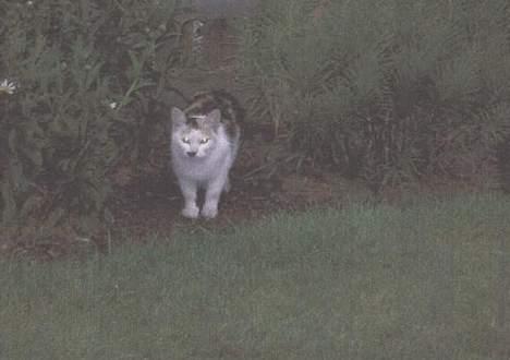 Blanding af racer Plet. billede 5