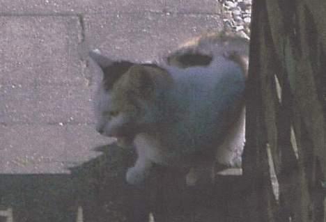 Blanding af racer Plet. - Gaab, hvor er jeg træt... billede 6