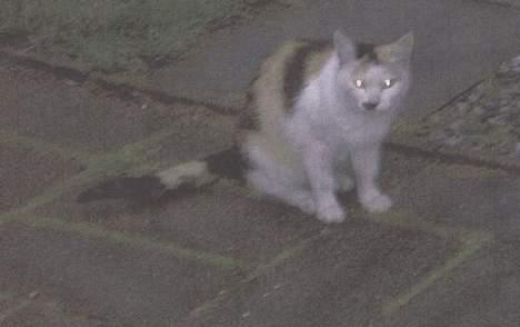 Blanding af racer Plet. billede 7