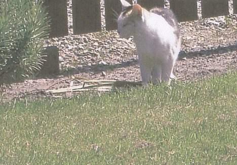 Blanding af racer Plet. billede 8