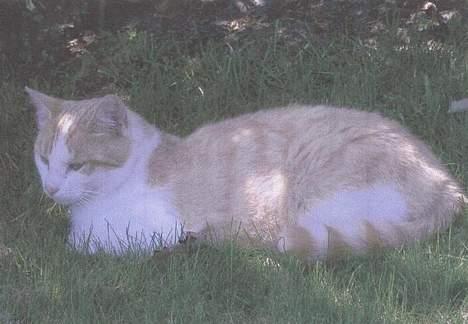 Blanding af racer Tyson. billede 1