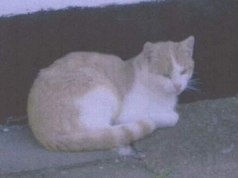 Blanding af racer Tyson. billede 2