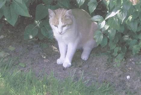 Blanding af racer Tyson. billede 3